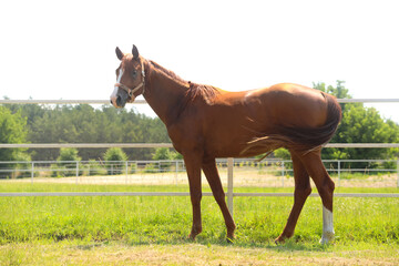 Chestnut horse in paddock on sunny day. Beautiful pet