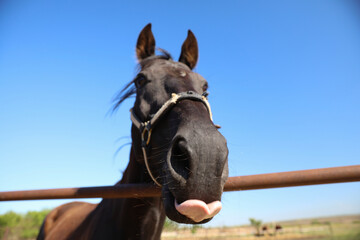 Obraz premium Dark horse at fence outdoors on sunny day, closeup. Beautiful pet
