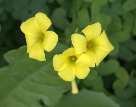 Vinaigrette (Oxalis pes-caprae) is a herbaceous, perennial plant of the Oxalidaceae family. The flowers are flared, with 5 yellow petals and are grouped in an umbeliform inflorescence. 