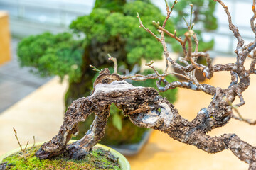Miniature plant grown in a tray according to Japanese Bonsai traditions