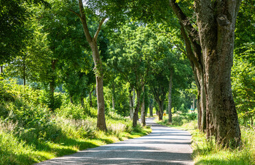 A winding road among the trees