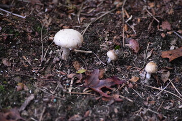 White fungi mushroom in dirt.