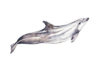 Bottlenose dolphin, or big dolphin, or bottlenose dolphin. Black and white watercolor print.