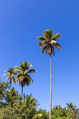 Fototapeta premium Palmiers à Luang Prabang, Laos