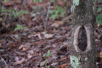 Knot in tree in the woods in South Carolina.