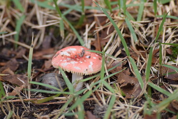 Nature Mushroom in grass.