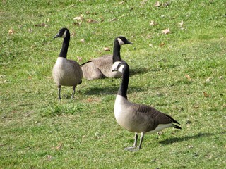 canadian goose on the grass