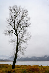 Many Bald Eagles (Haliaeetus leucocephalus)  sitting on a tree in British Columbia, Canada