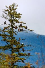 Many Bald Eagles (Haliaeetus leucocephalus)  sitting on a tree in British Columbia, Canada