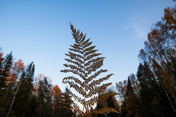 Close up fern in autumn forest in sunset light with blue sky background