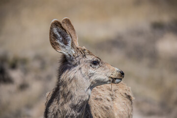 young deer profile in wild