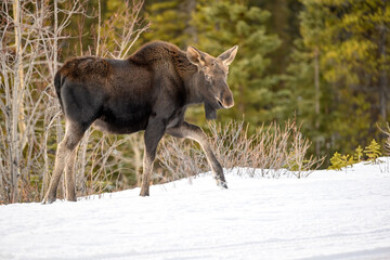 Baby moose, a calf (Alces alces) walking in the snow in the woods