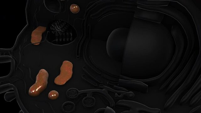 Human Cell rotation - Mitochondrion - 3d animation model on a black background