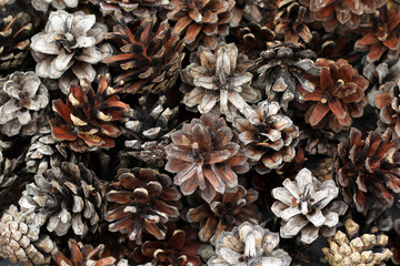 lot of natural brown pine cones