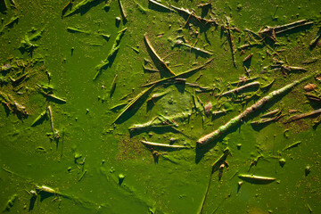 Close up view of duckweed swamp surface