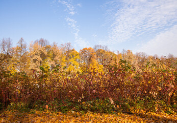 Colorful autumn forest view with blue cloudy sky background