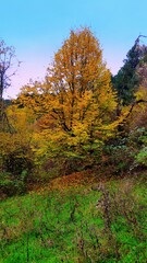 autumn in the forest