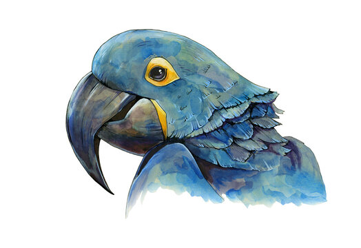 Blue macaw parrot watercolor illustration. Hand drawn animal realistic portrait. Tropical exotic blue bird close up element. Beautiful bright jungle bird. Macaw parrot head on white background.