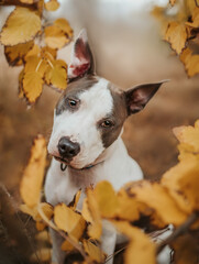 dog portrait autumn 