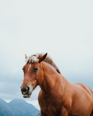 Brown horse in the mountains