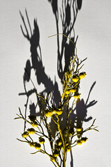 Yellow grass with shadows on a gray background. presentation of fashion colors 2021