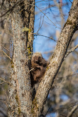 cute porcupine in tree 