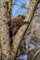cute porcupine in tree 