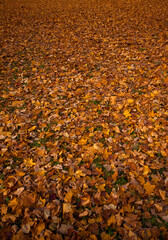 Colorful autumn leaves background