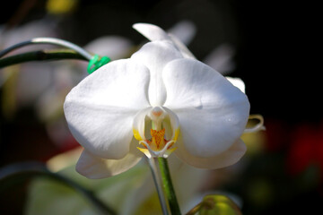 white orchid flower in garden