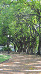 caminos de plaza