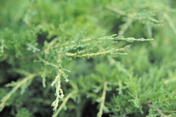 close up of grass