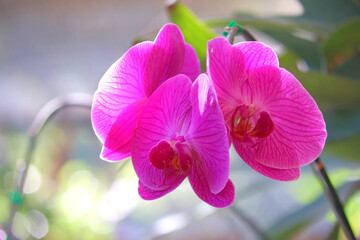 pink orchid flower in garden