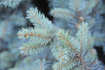 branches of a fir tree