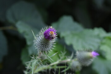 Thistle Head