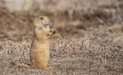 prairie dog in badlands grassland