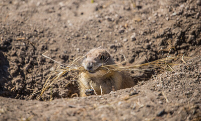 prairie dog in badlands grassland