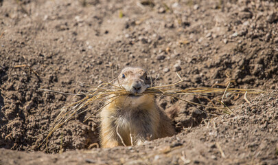 prairie dog in badlands grassland
