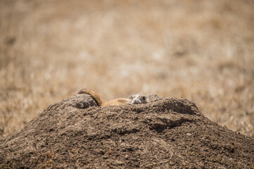 prairie dog in badlands grassland