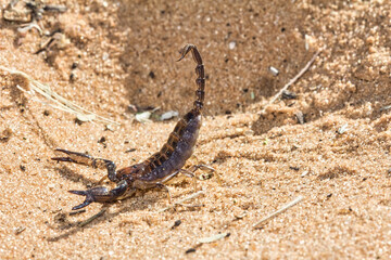 Radiant Burrower scorpion with sting extended