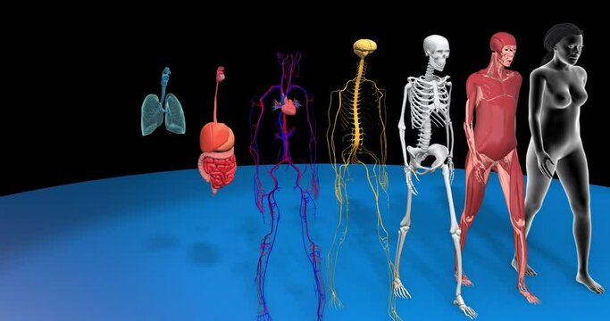 Human body systems revealing: Muscular System, Skeletal System, Cardiovascular System, Nervous System, Digestive System and Respiratory System. Anatomy 3d animation on black background, female body