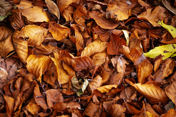 hojas de otoño posadas en el suelo