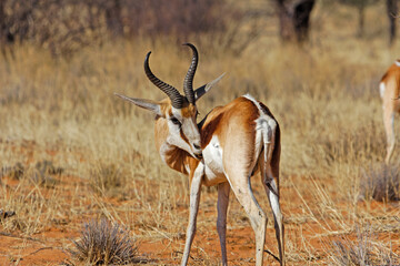 Male Springbok antelope grooming fur