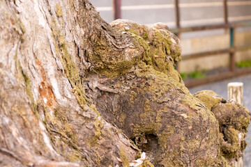 苔むしたムクの木　テクスチャ