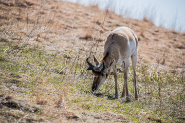 Pronghorn Antelope grazing in prairie 