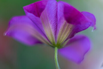 purple clematis flower, soft focus 