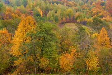 Fototapeta premium Vibrant forests on mountain
