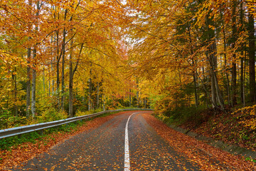 Fototapeta premium Road through autumnal forest