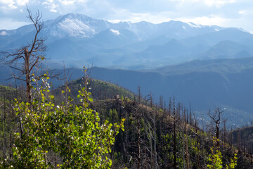 Hilltop full of burned trees with greenery in foreground and mountain range in back ground.