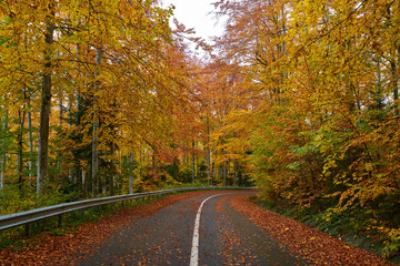 Road through autumnal forest