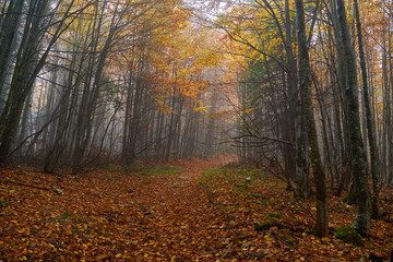 Vibrant forests on mountain